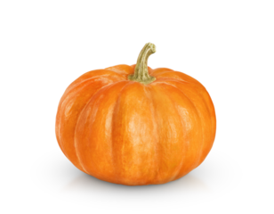 One beautiful orange pumpkin is isolated on a transparent background