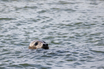 Fototapeta premium A majestic seal gracefully surfaces in the serene and tranquil waters, highlighting the beauty of marine wildlife