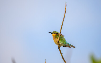 Blue-tailed bee-eater perches on a thin branch against a clear, open sky