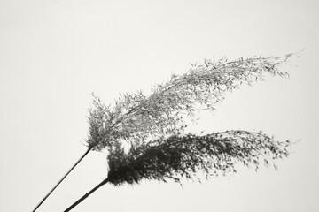 Delicate background for design. Dry spikelet and its shadow on a background. Color of the Year 2026, Cloud Dancer.