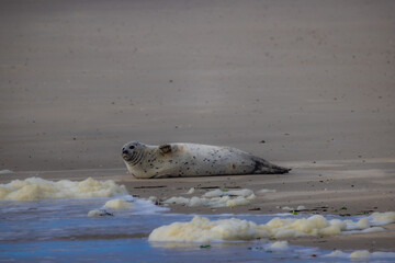 A beautifully serene image captures a seal peacefully resting on a warm sandy beach with gentle waves nearby