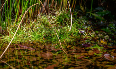 Aquatic plants and submerged leaves in a clear freshwater in Horton Plains National Park.