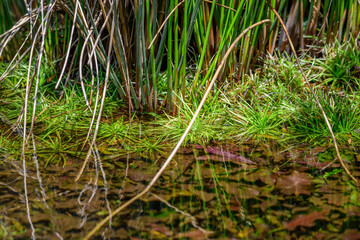 Aquatic plants and submerged leaves in a clear freshwater in Horton Plains National Park.