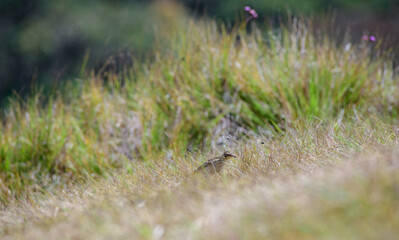 Richard's pipit bird stands alert among windswept highland grass in its natural montane habitat in Horton Plains National Park
