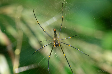 A large orb weaver spider, Nephila rests at the center of its web against a lush green forest backdrop