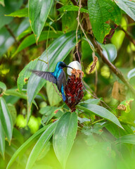 Naklejka premium Loten's sunbird feeds on a tropical forest flower surrounded by lush green foliage