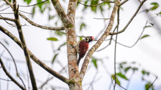 Red-backed flameback woodpecker bird clings to a mossy tree trunk in a bright, open forest habitat
