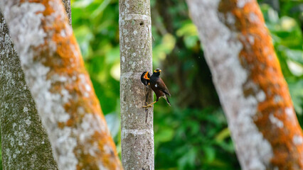 A myna bird feeds its hungry chick from a tree hole nest, framed by textured coconut tree trunks...