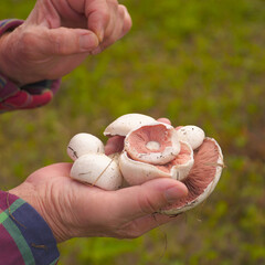 Wild white champignons in the hands of a woman in plaid shirt