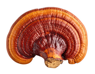 Shiny, brown-red mushroom cap with texture