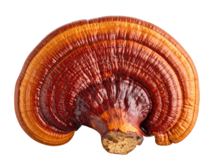 Shiny, brown-red mushroom cap with texture