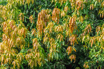 mango leaf and Newly sprouted young leaves of the mango tree