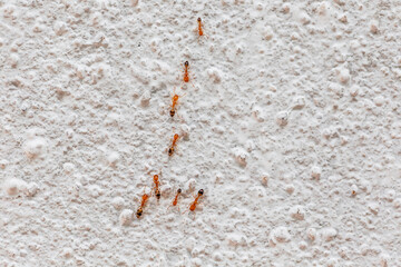 Red ants or Red imported fire ant are drilling holes in the walls of the house to build nests.