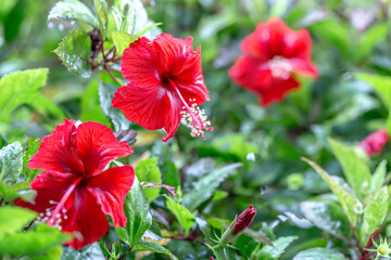 Bright hibiscus flowers with ruffled petals and prominent yellow stamens are set against lush green leave