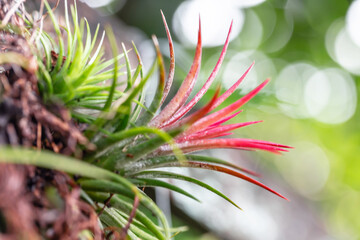 Aechmea fasciata, Bromeliad texture, Background