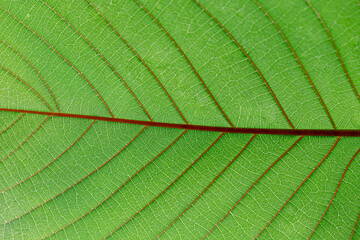 The pattern on the back of the Kratom leaves