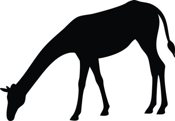 Obraz premium A simple black silhouette of a giraffe depicted in a grazing pose