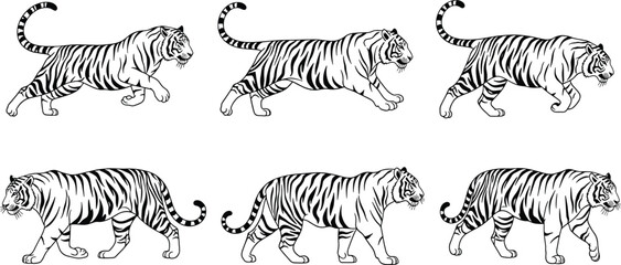 Tiger walking illustration set, wild animal artwork, big cat motion sequence, detailed tiger drawing, wildlife predator graphic, black and white vector