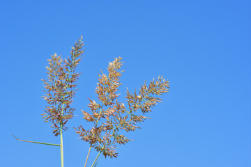 Dry grass seed heads against clear blue sky