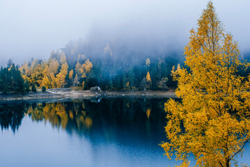 Golden Yellow Autumn Tree Reflected in Still Blue Lake Water, Surrounded by Forest and Morning Fog