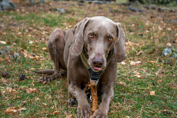 Weimaraner Dog Lying Down Outdoors Chewing on a Branch