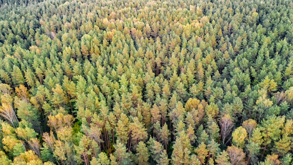 Aerial drone view on wild forest landscape, many green trees from above, pine forest background