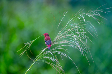 red avadavat, red munia or strawberry finch (Amandava amandava)