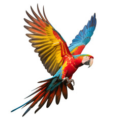 Obraz premium Vibrant scarlet macaw parrot in flight against a stark black background