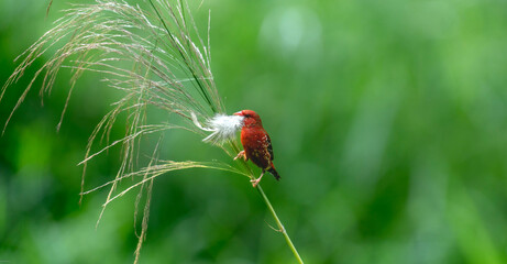 red avadavat, red munia or strawberry finch (Amandava amandava)