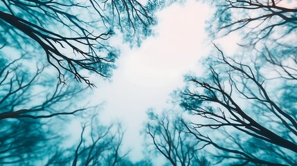 A captivating view of bare trees reaching towards a cloudy sky, creating a serene yet eerie atmosphere.