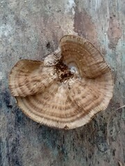 Close-Up of Brown Striped Bracket Fungus Growing on Dead Wood