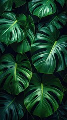 Lush, split-leaf philodendron cluster