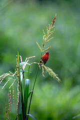 red avadavat, red munia or strawberry finch (Amandava amandava)