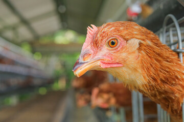 Curious Hen Peers Out of Her Coop at Farm Showcasing Poultry Farming