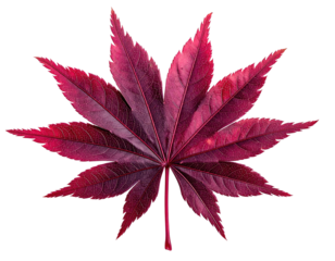 Deep red, ornate maple leaf, nine points, black background