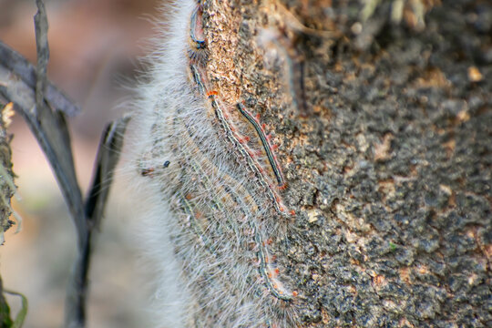 The forest tent caterpillar moth is a moth found throughout North America, especially in the eastern regions.