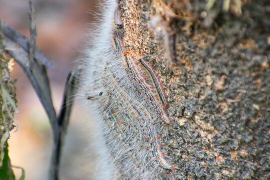 The forest tent caterpillar moth is a moth found throughout North America, especially in the eastern regions.