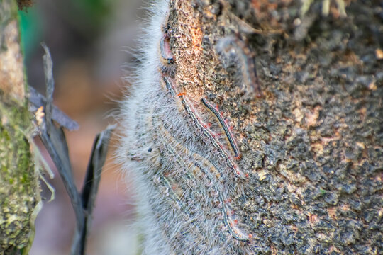 The forest tent caterpillar moth is a moth found throughout North America, especially in the eastern regions.
