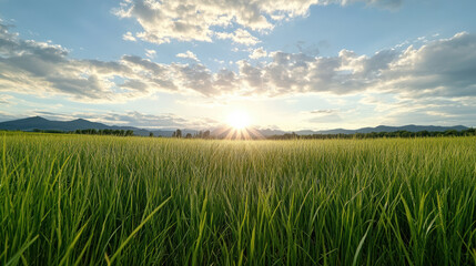 Fototapeta premium Lush green grass field sunrise over distant mountain range with soft cloud glow