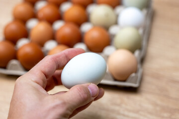 Hand holding a blue-green farm egg with a carton of mixed colored eggs in the background. Natural homemade eggs from backyard chickens.