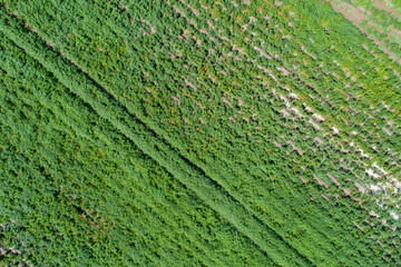 Aerial Top Down View Of Green Cultivated Field.