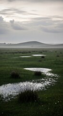 Misty Moorland Landscape with Puddles and Distant Hill.