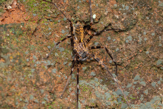 dragonfly on the stone - Powered by Adobe