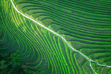 Aerial top view of the green rice terraces with a stone path cutting through the fields.