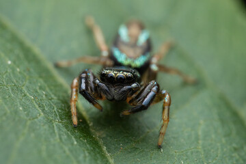 spider on leaf