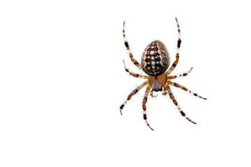 Spider hangs from a thick web in a quiet setting, showcasing intricate details of its body and web weaving skills during a calm moment in nature
