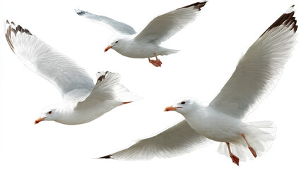Obraz premium Seagulls flying isolated on white Stock Illustration white background 