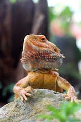 Obraz premium Bearded dragon lizard on Natural Habitat ,Close up image of Inland Bearded Dragon (Pogona vitticeps), Australian Bearded Dragon 
