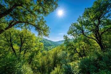 Obraz premium Exploring a vibrant deciduous forest under a clear blue sky with sunlight filtering through lush green leaves