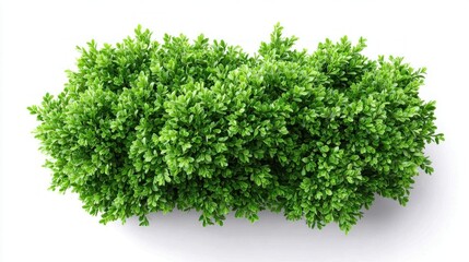 Obraz premium Vibrant green boxwood shrub isolated on a clean white background, top view